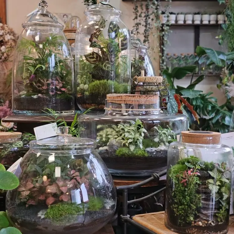Terrari di vetro di forme diverse allineati sul banco della bottega