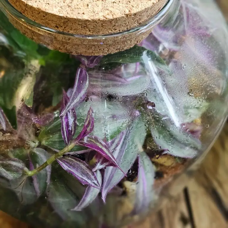 Terrario in un barattolo di vetro con tappo di sughero, con piante dalle foglie viola e la condensa sul vetro