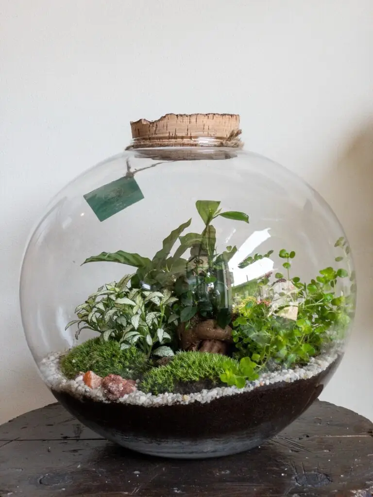 Terrario sferico di vetro con muschio e piccole piante, chiuso con un tappo di sughero