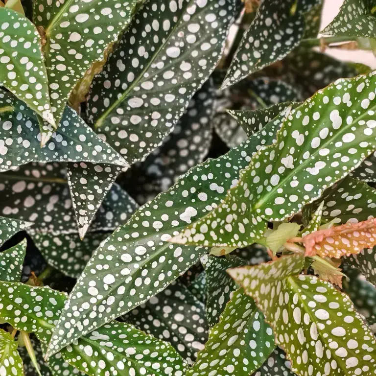 Foglie di begonia maculata, verdi con i tipici pois bianchi
