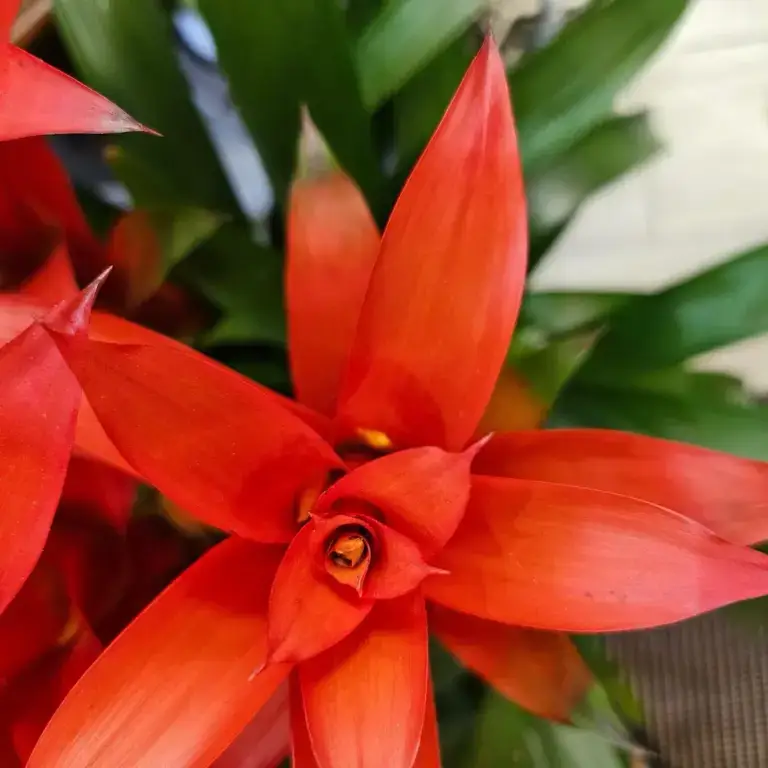Bromelia dalle brattee rosse, in mezzo alle piante verdi della bottega