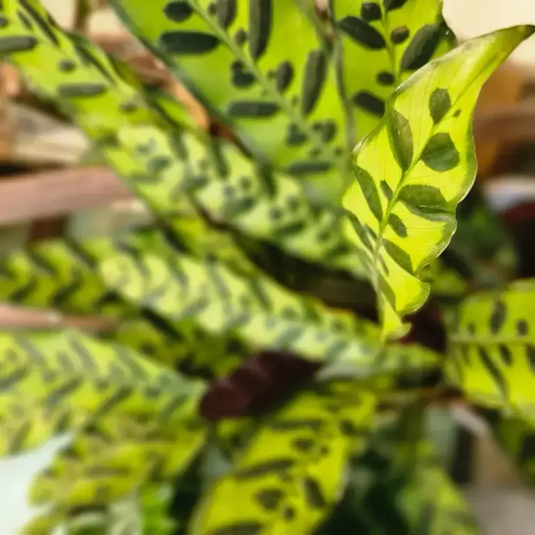 Croton dalle foglie screziate di giallo e verde, in bottega