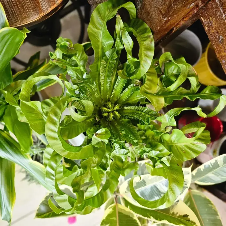 Felce asplenium dalle foglie ondulate, in vaso sullo scaffale