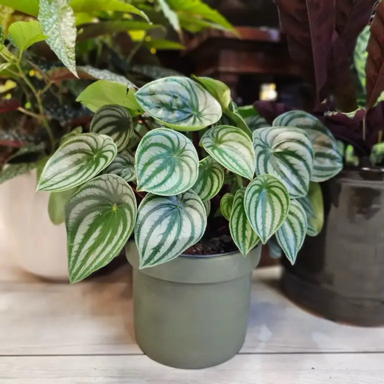 Peperomia dalle foglie striate in vaso, fra le piante da interno della bottega