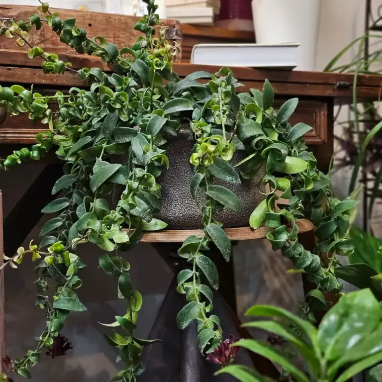 Senecio dalle foglie carnose che ricade dal vaso